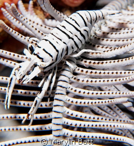 Crinoid Shrimp a study iin Black and White. by Marylin Batt 